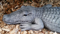 Crocodile Concrete Garden Statue Ornament ~ PICKUP ONLY